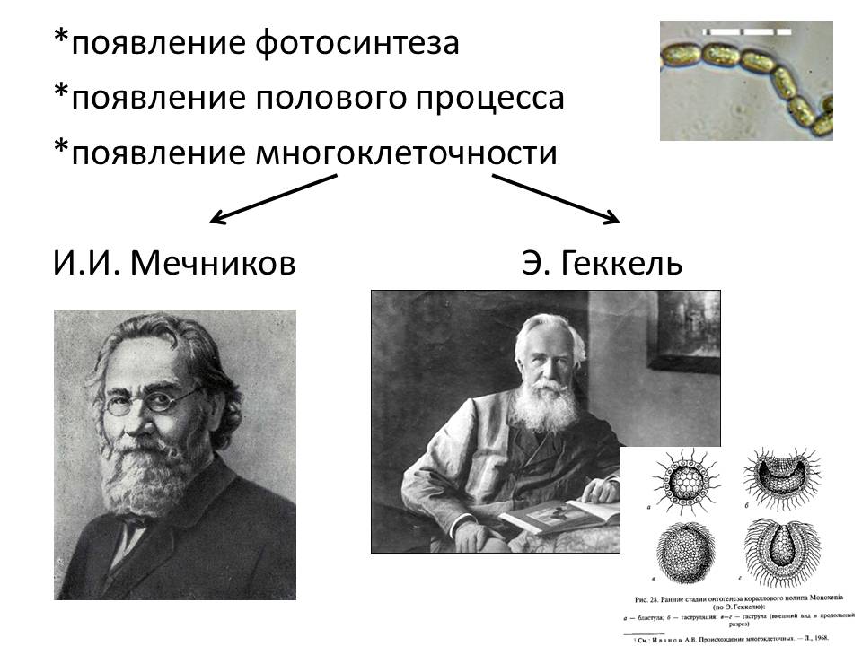 Возникновение фотосинтеза презентация