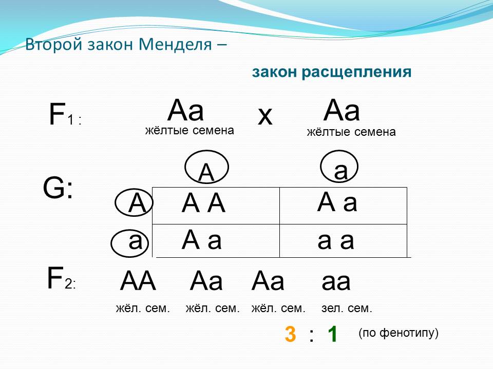 Запись схемы скрещивания