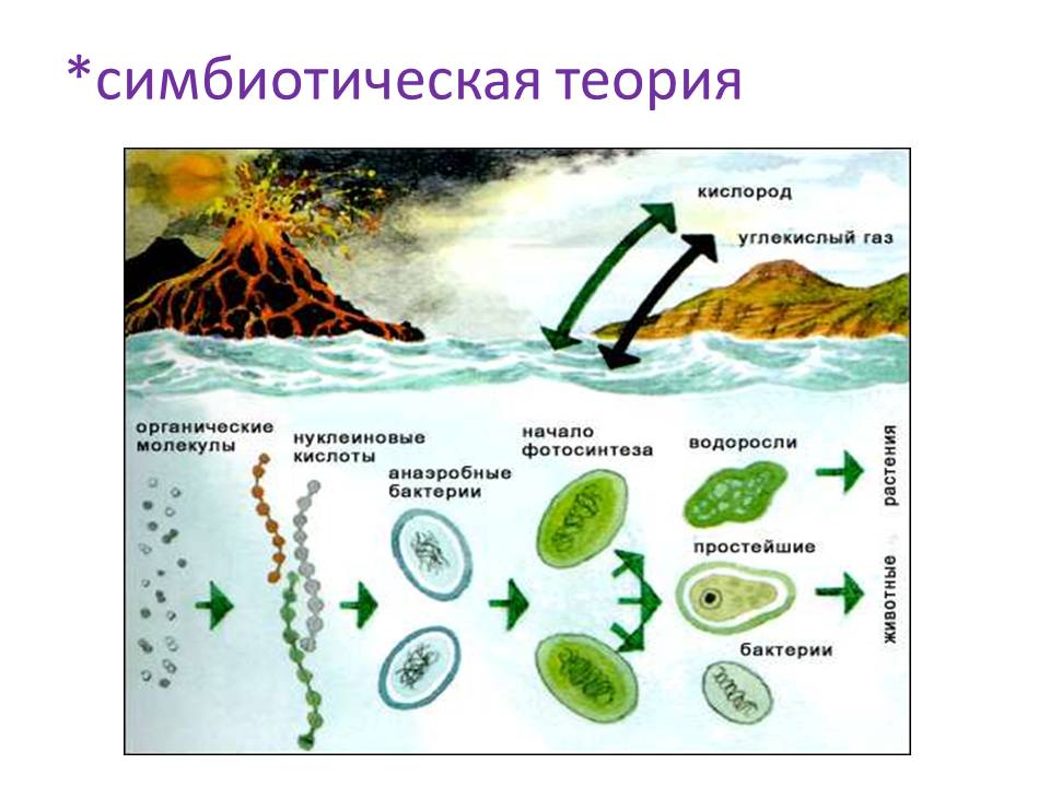 Какие ароморфозы возникли в архейскую и протерозойскую эры заполните схему