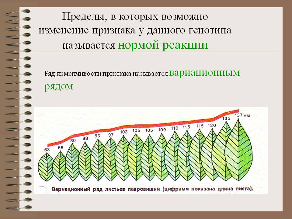 Закономерности изменчивости модификационная изменчивость норма реакции презентация 9 класс